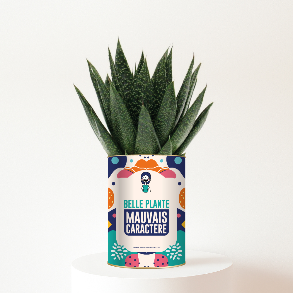 Belle-plante-mauvais-caractere Belle plante, mauvais caractère - Plante personnalisée à offrir à une amie