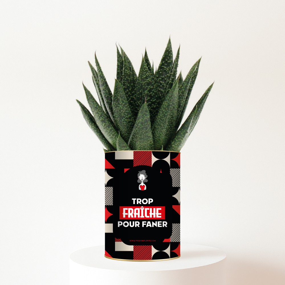 Plante-Trop-fraiche-pour-faner Trop fraîche pour faner - Plante personnalisée - Cadeau amitié plein d’humour