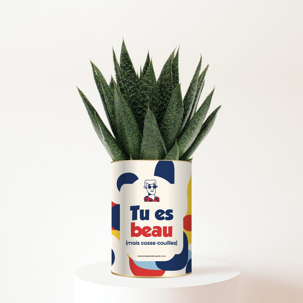 Plante-beau-casse-couille Tu es beau (mais casse-couilles) - Plante personnalisée humour pour un ami