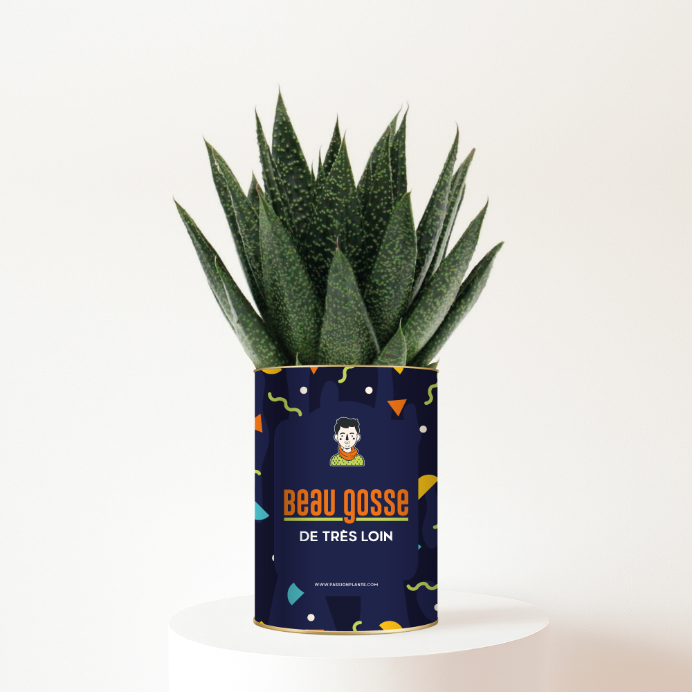 Plante-beaugosse-de-loin Beau gosse de très loin - Succulente personnalisée - Cadeau humour pour un ami