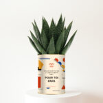 Un cadeau tendre et design pour Papa - Aloe Vera Gasteria personnalisée