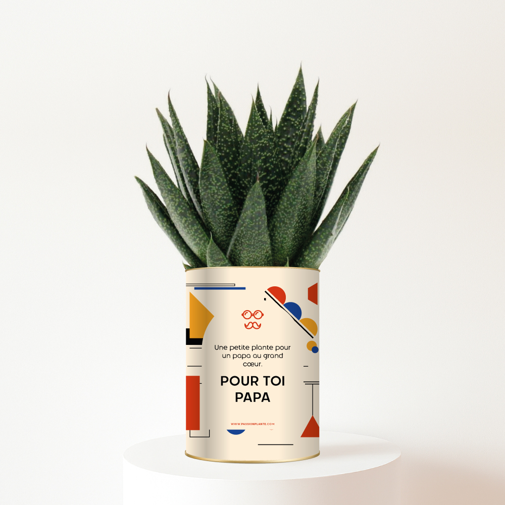 Un cadeau tendre et design pour Papa - Aloe Vera Gasteria personnalisée