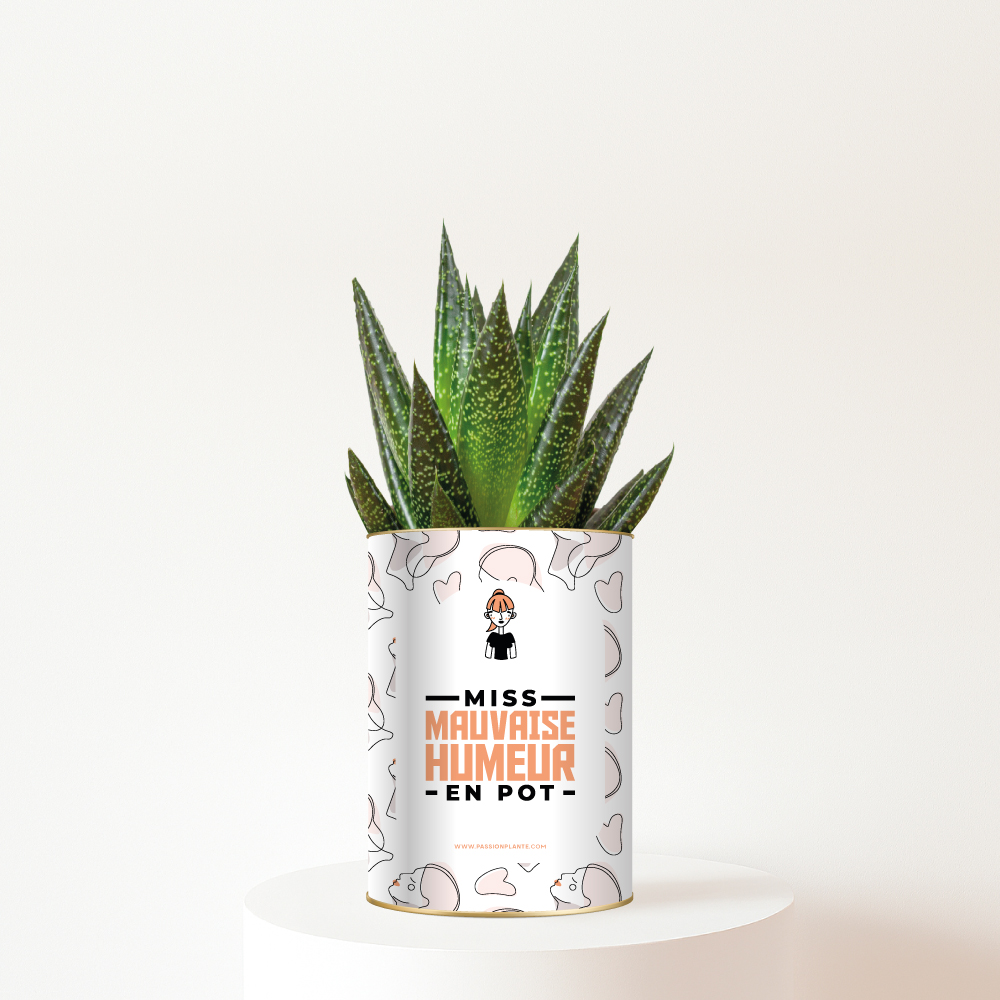 Plante-miss-mauvaise-humeur-en-pot Miss mauvaise humeur en pot - Plante personnalisée humoristique - Cadeau amitié pour elle