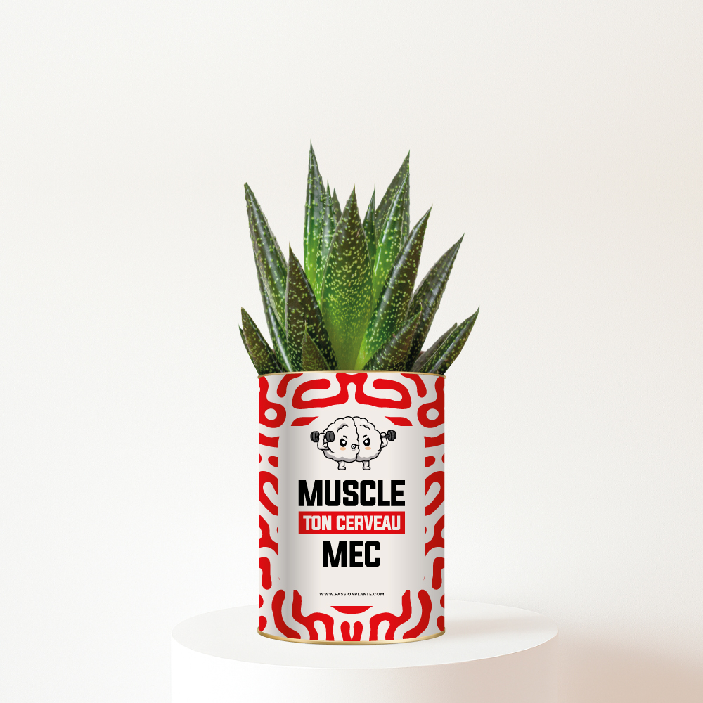 Plante-muscle-ton-cerveau-mec Muscle ton cerveau mec - Plante personnalisée humour pour un ami