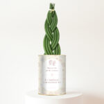 Bienvenue petite pousse, le bonheur commence ici - Sansevieria personnalisée naissance