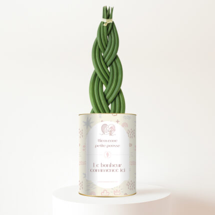 Bienvenue petite pousse, le bonheur commence ici - Sansevieria personnalisée naissance