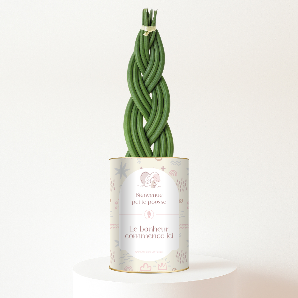 Plante-naissance-Bienvenue-petite-pousse Bienvenue petite pousse, le bonheur commence ici - Sansevieria personnalisée naissance