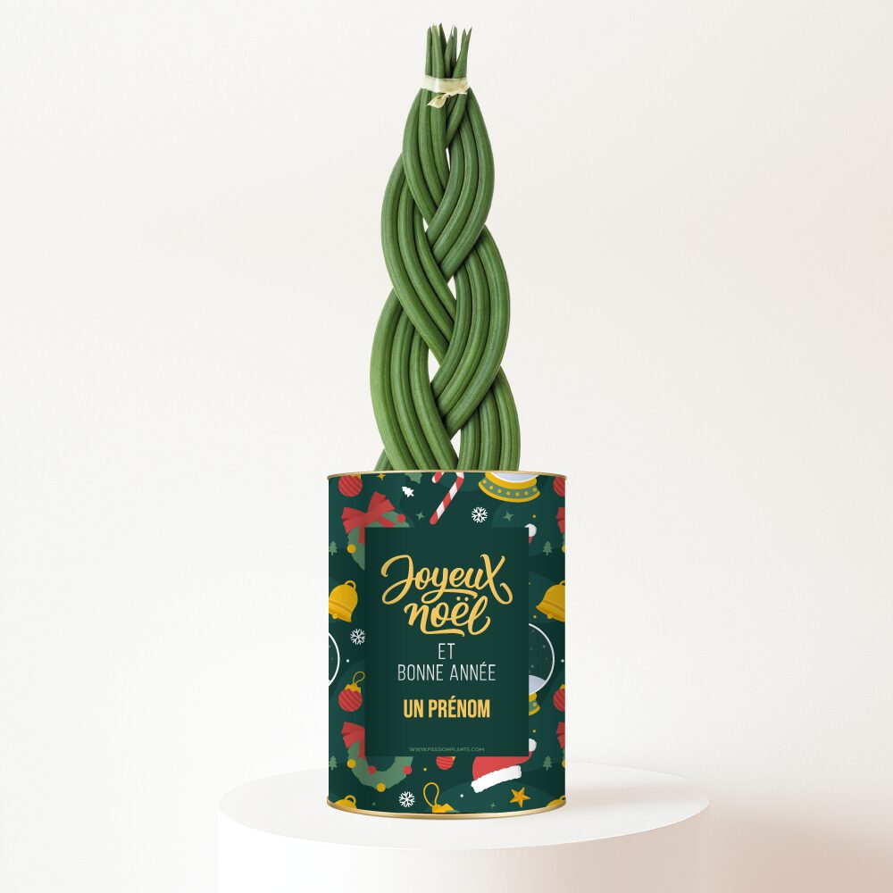 Plante personnalisée Noël 2026