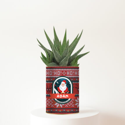 Haworthia personnalisée Noël - Le cadeau nature au charme hivernal