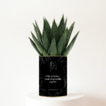 Le cadeau humoristique pour une amie chic… et impossible à gérer - Plante personnalisable