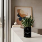 Le cadeau humoristique pour une amie chic… et impossible à gérer - Plante personnalisable