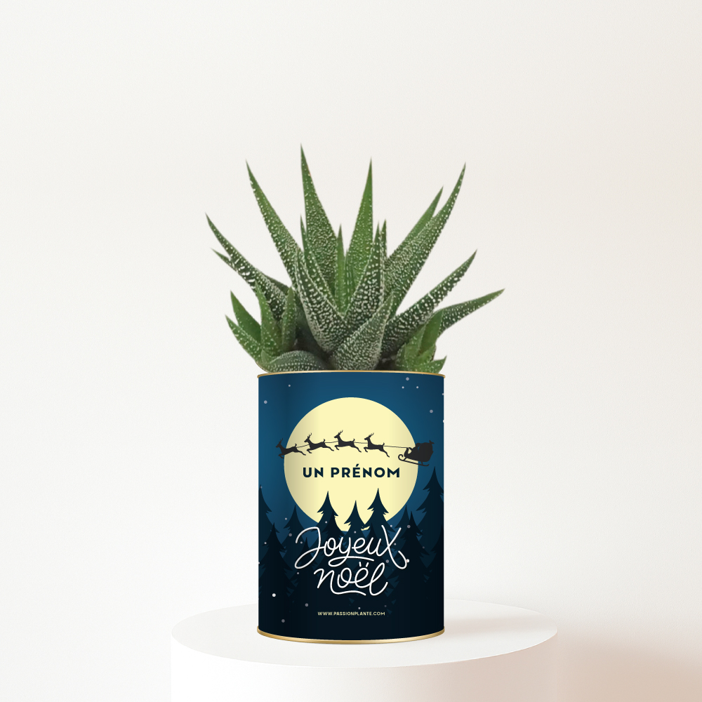 Plante-personnalisable-noel-traineau-lune Gasteria magique avec prénom et design féerique - Plante personnalisée Noël