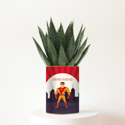Plante Super Héros pour garçon - Succulente personnalisable avec prénom