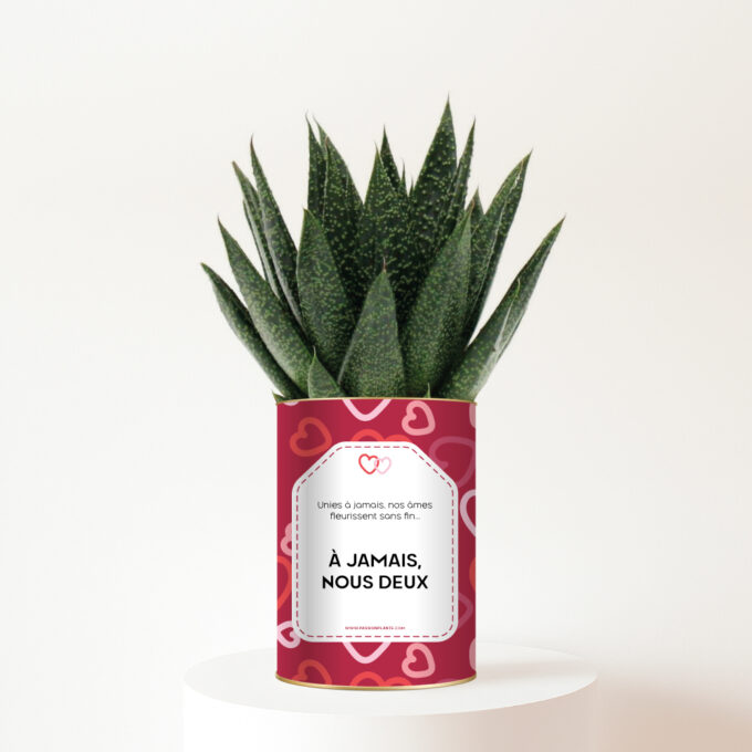 À jamais, nous deux - Plante personnalisée amour - Succulente Gasteria