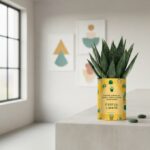 C’est ça, l’amitié - Plante personnalisée amitié Haworthia Gasteria