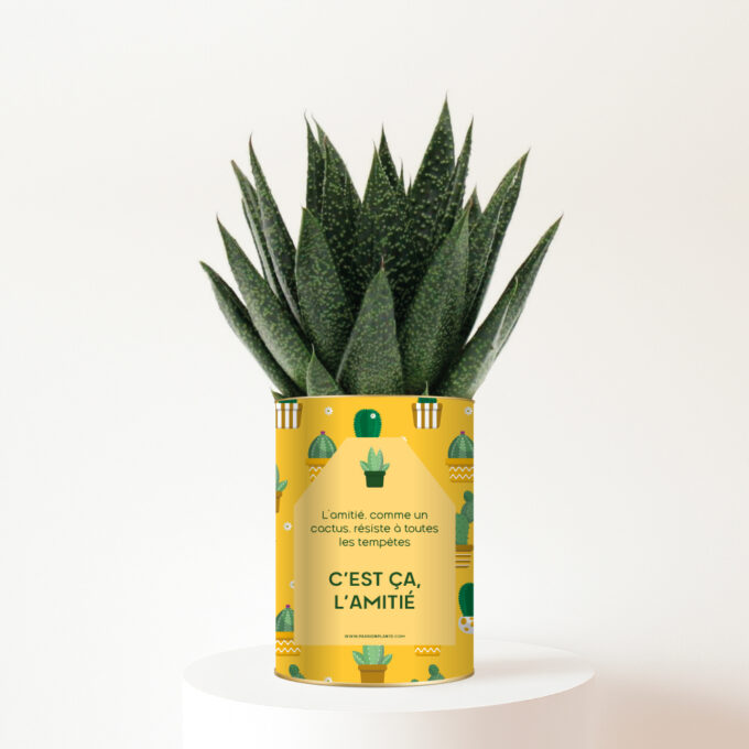 Plante-personnalisee-amitie-cactus C’est ça, l’amitié - Plante personnalisée amitié Haworthia Gasteria