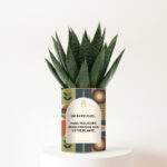 Cadeau d’anniversaire frais et plein d’humour - Plante personnalisée Gasteria