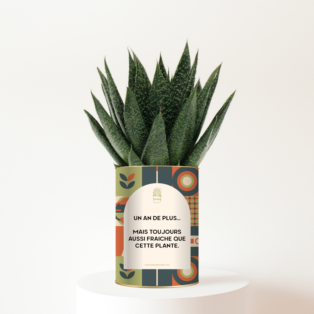 Plante-personnalisee-anniversaire-fraiche Cadeau d’anniversaire frais et plein d’humour - Plante personnalisée Gasteria