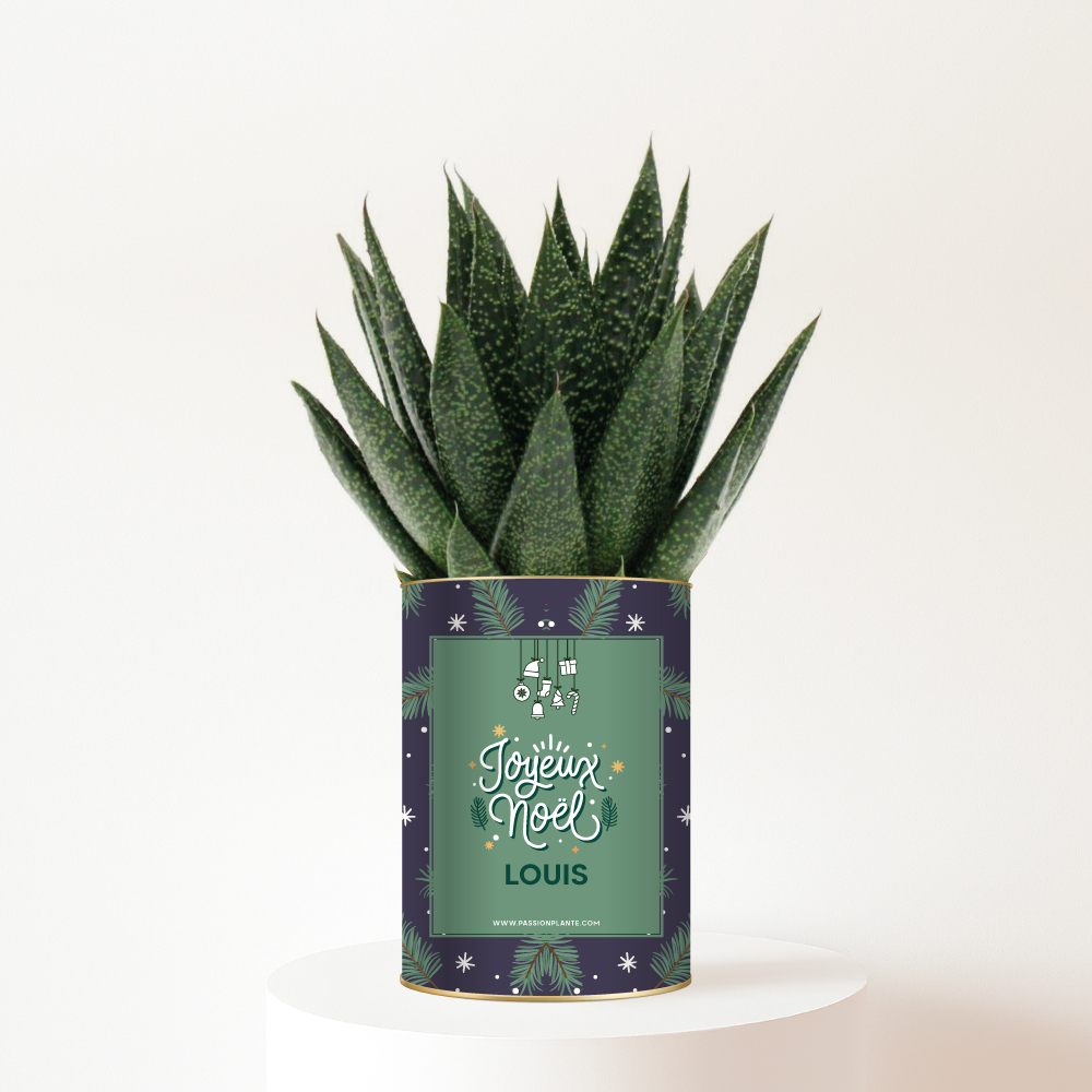 Plante-personnalisee-design-noel Joyeux Noël - Plante Gasteria personnalisée, festive et naturelle à offrir