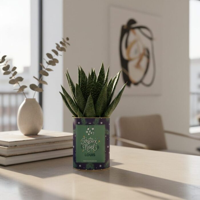 Joyeux Noël - Plante Gasteria personnalisée, festive et naturelle à offrir