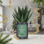 Joyeux Noël - Plante Gasteria personnalisée, festive et naturelle à offrir