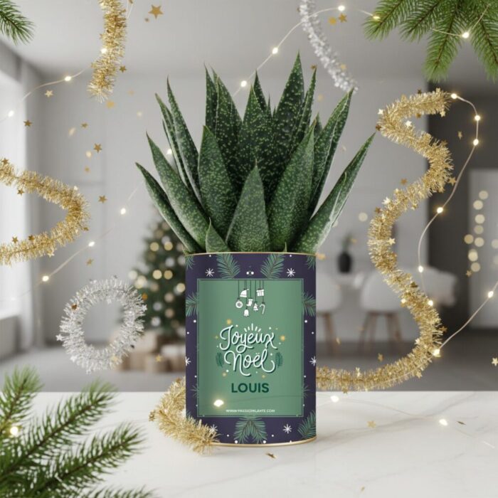 Joyeux Noël - Plante Gasteria personnalisée, festive et naturelle à offrir