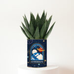Plante personnalisée Astronaute Haworthia Gasteria