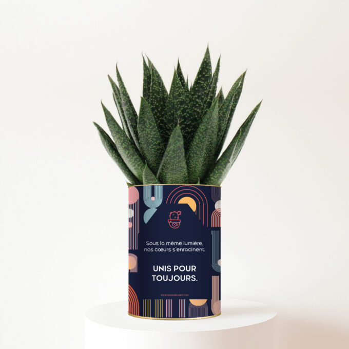 Unis pour toujours - Plante personnalisée Gasteria symbole de lien familial