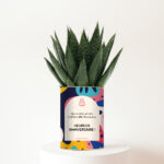 Plante personnalisée d’anniversaire – Un cadeau nature qui fleurit les sourires