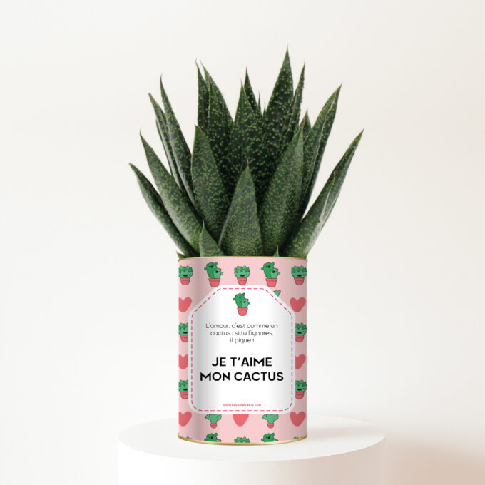 Je t’aime mon cactus - Plante personnalisée amour Haworthia Gasteria