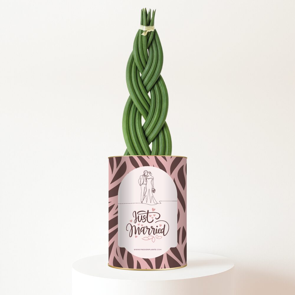 Plante-personnalisee-just-married Plante Just Married - Le cadeau nature symbole d’un amour qui commence