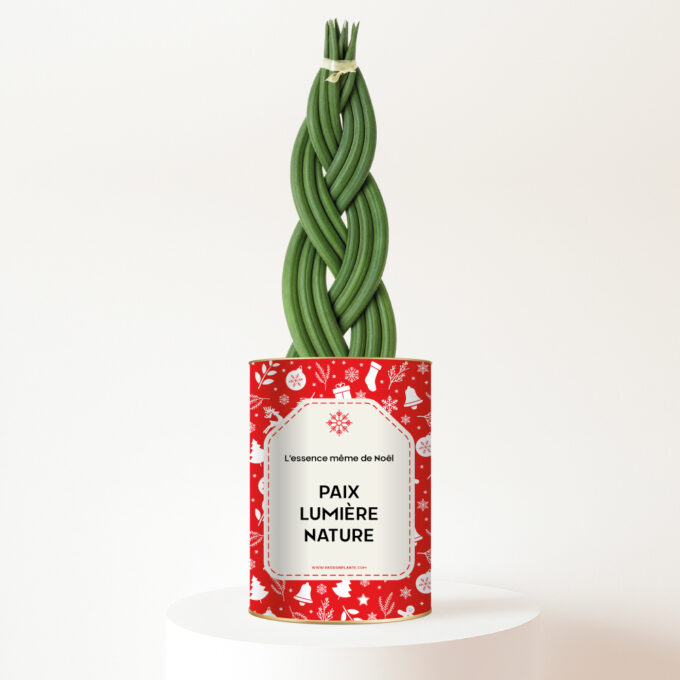 Plante-personnalisee-noel-rouge Paix, Lumière, Nature - Plante Sansevieria twist tressé personnalisée pour Noël