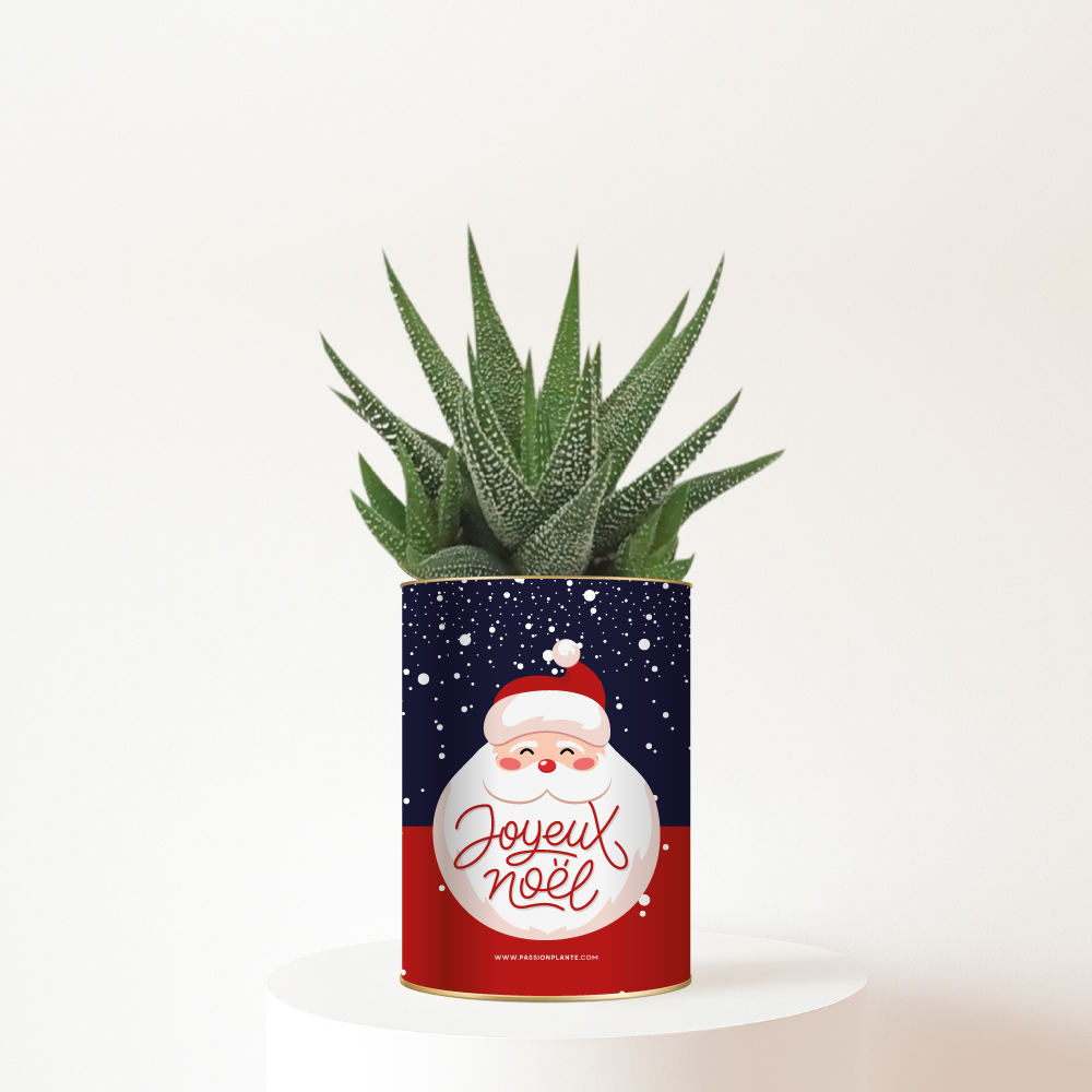 Cadeau nature avec message Joyeux Noël - plante personnalisée Noël