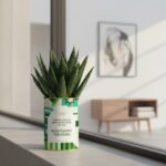 Elle fleurit toujours - Plante personnalisée d’amitié Gasteria