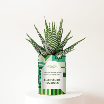 Elle fleurit toujours - Plante personnalisée d’amitié Gasteria