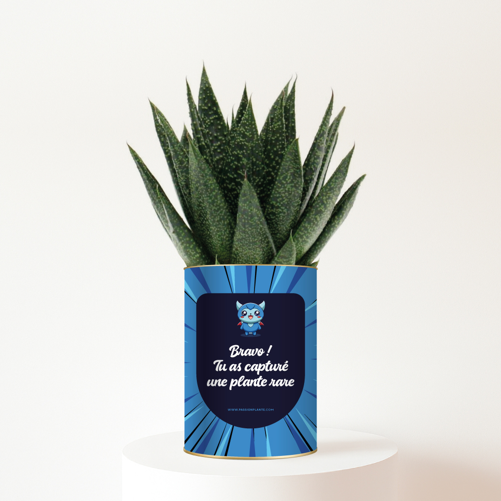 plante-personnalisee-Univers-manga- Plante rare capturée - Succulente Gasteria personnalisée - Univers manga
