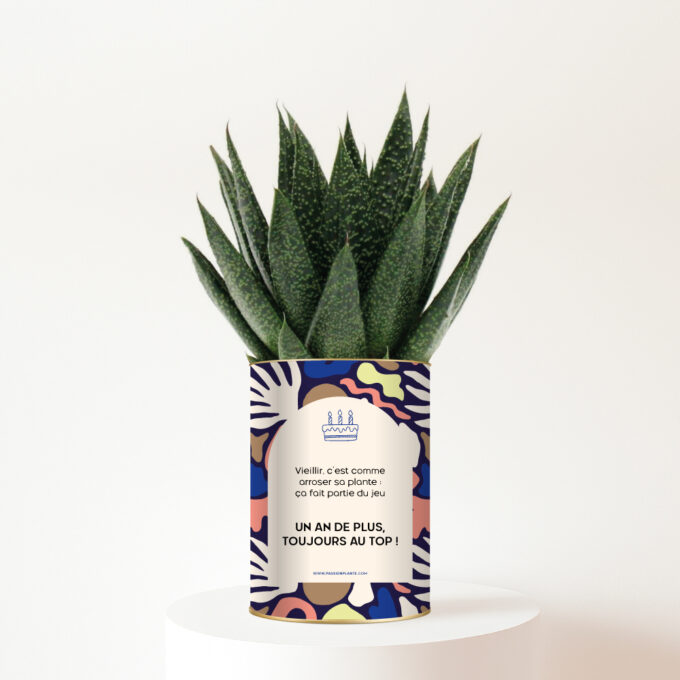 plante-personnalisee-anniversaire-un-an-de-plus Un an de plus, toujours au top ! Plante personnalisée d’anniversaire