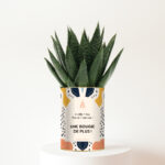 Cadeau d’anniversaire original et plein de vie - Plante personnalisée Gasteria