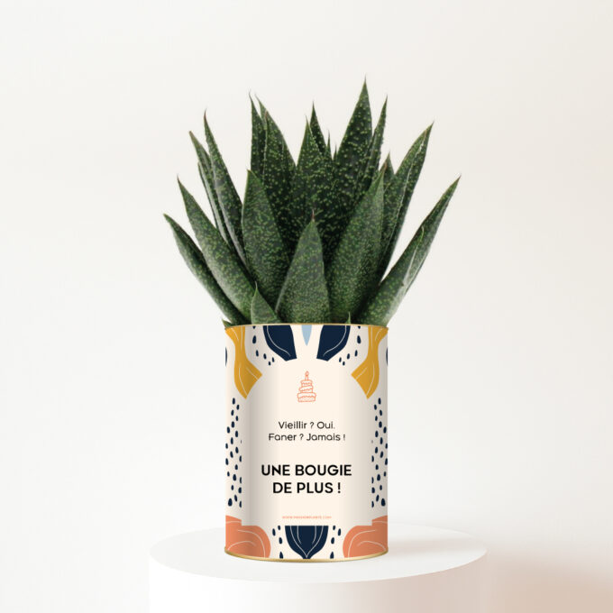 plante-personnalisee-anniversaire-une-bougie-de-plus Cadeau d’anniversaire original et plein de vie - Plante personnalisée Gasteria