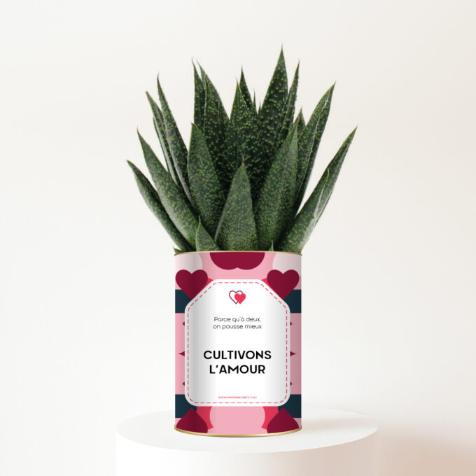 Cultivons l’amour - Plante personnalisée Gasteria Amour