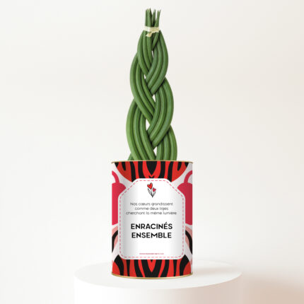 Enracinés ensemble - Plante personnalisée Sansevieria Tressé Twister