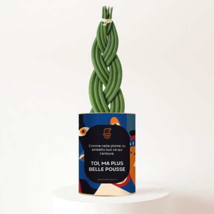 Ma plus belle pousse - Plante personnalisée pour son enfant - Sansevieria tressée