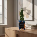 Ma plus belle pousse - Plante personnalisée pour son enfant - Sansevieria tressée