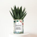 Plante personnalisée de Noël – Haworthia Gasteria Instant Précieux