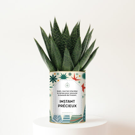 Plante personnalisée de Noël – Haworthia Gasteria Instant Précieux