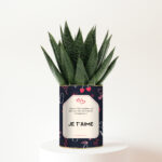 Plante personnalisée Gasteria – Message d’amour Je t’aime