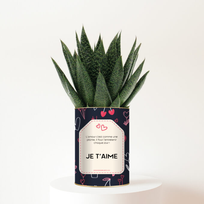 plante-personnalisee-je-t-aime Plante personnalisée Gasteria – Message d’amour Je t’aime