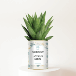 Joyeux Noël - Un brin de nature à offrir - Plante Gasteria personnalisée
