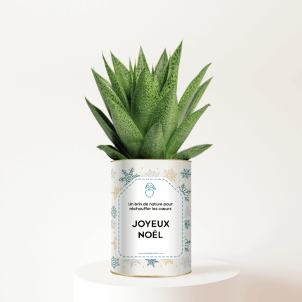 Joyeux Noël - Un brin de nature à offrir - Plante Gasteria personnalisée