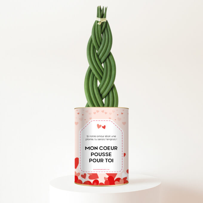 plante-personnalisee-mon-coeur-pousse-pour-toi Mon cœur pousse pour toi - Plante personnalisée Sansevieria tressée